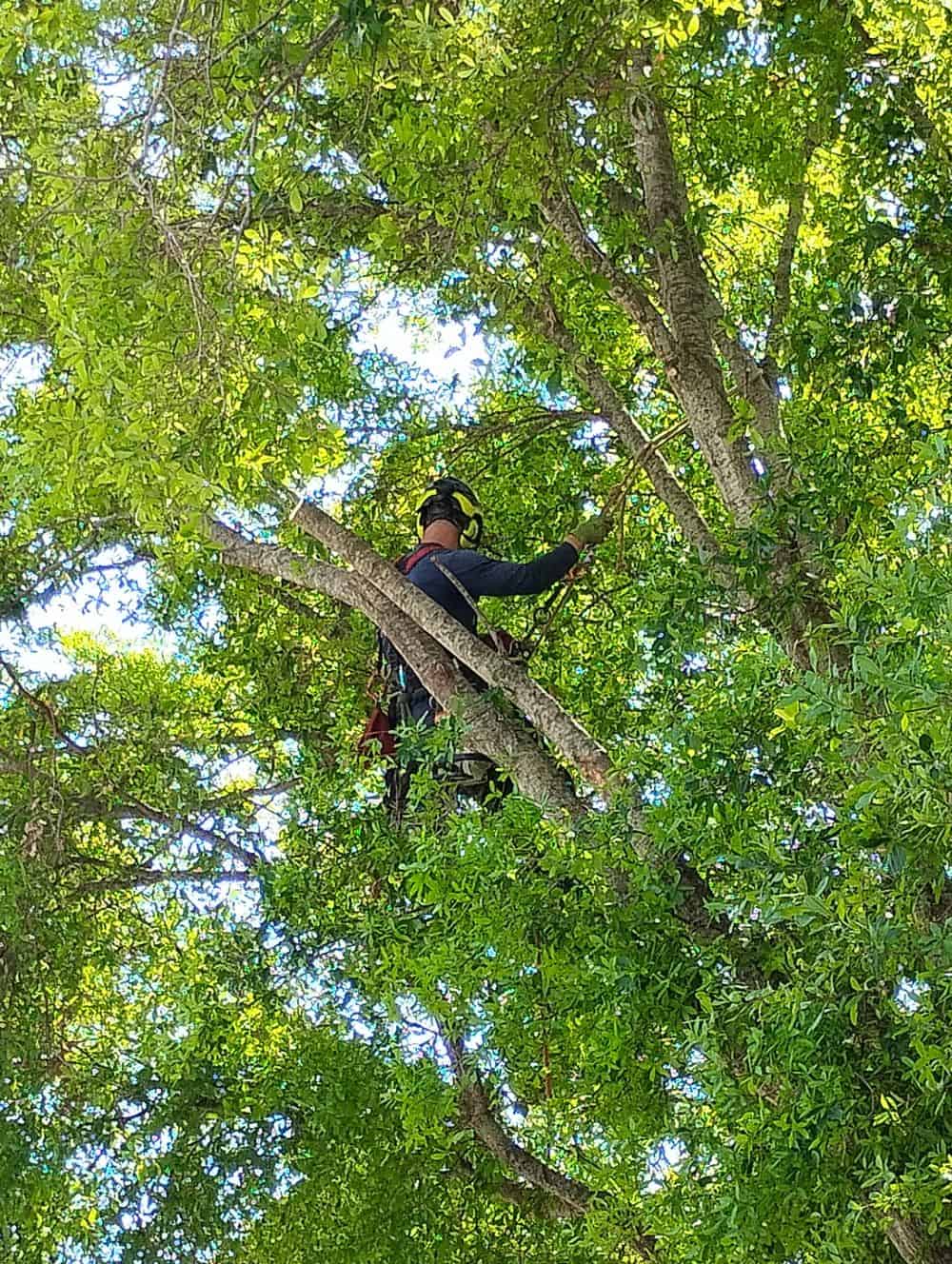 Tree Trimming image