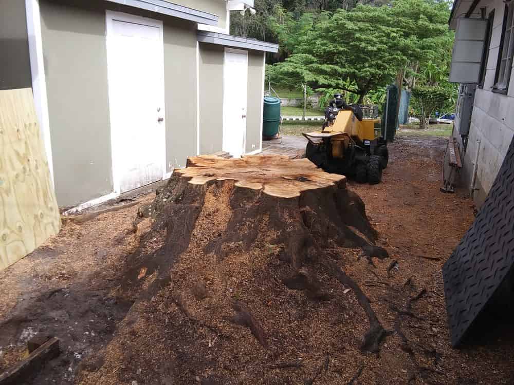 Tree Removal  image