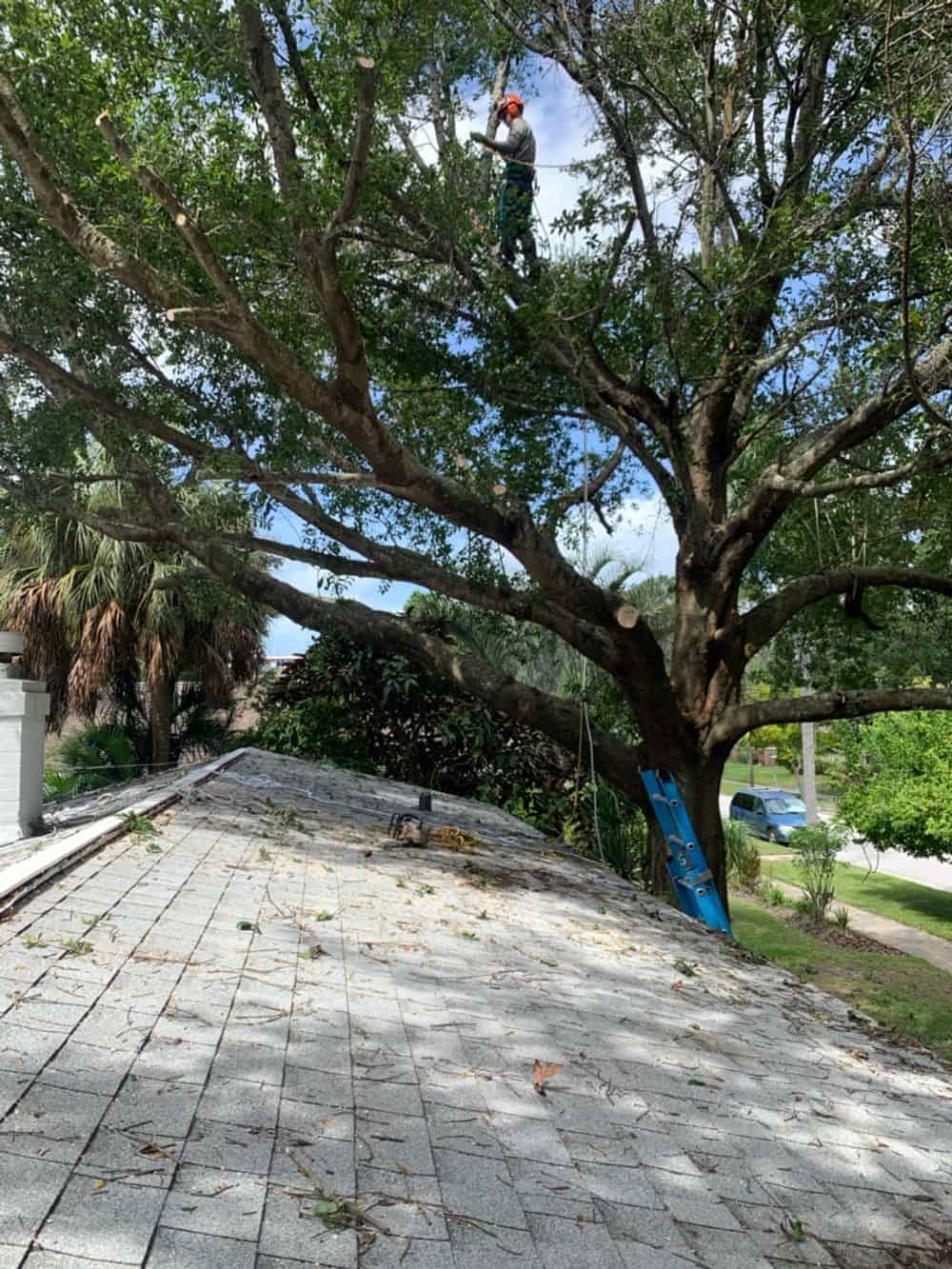Emergency Tree Services image