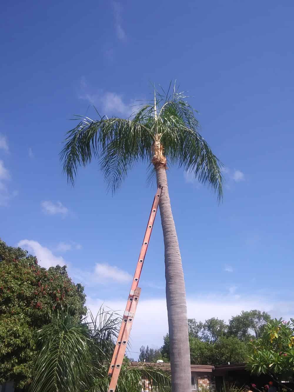 Palm Tree Trimming image