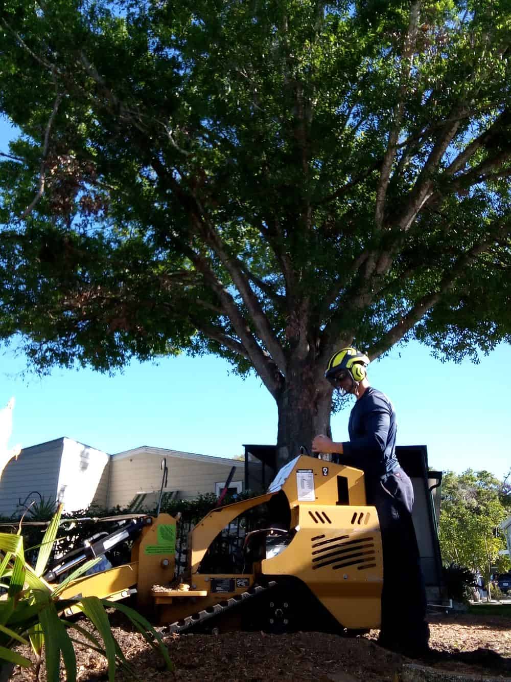 Oak Tree Removal image