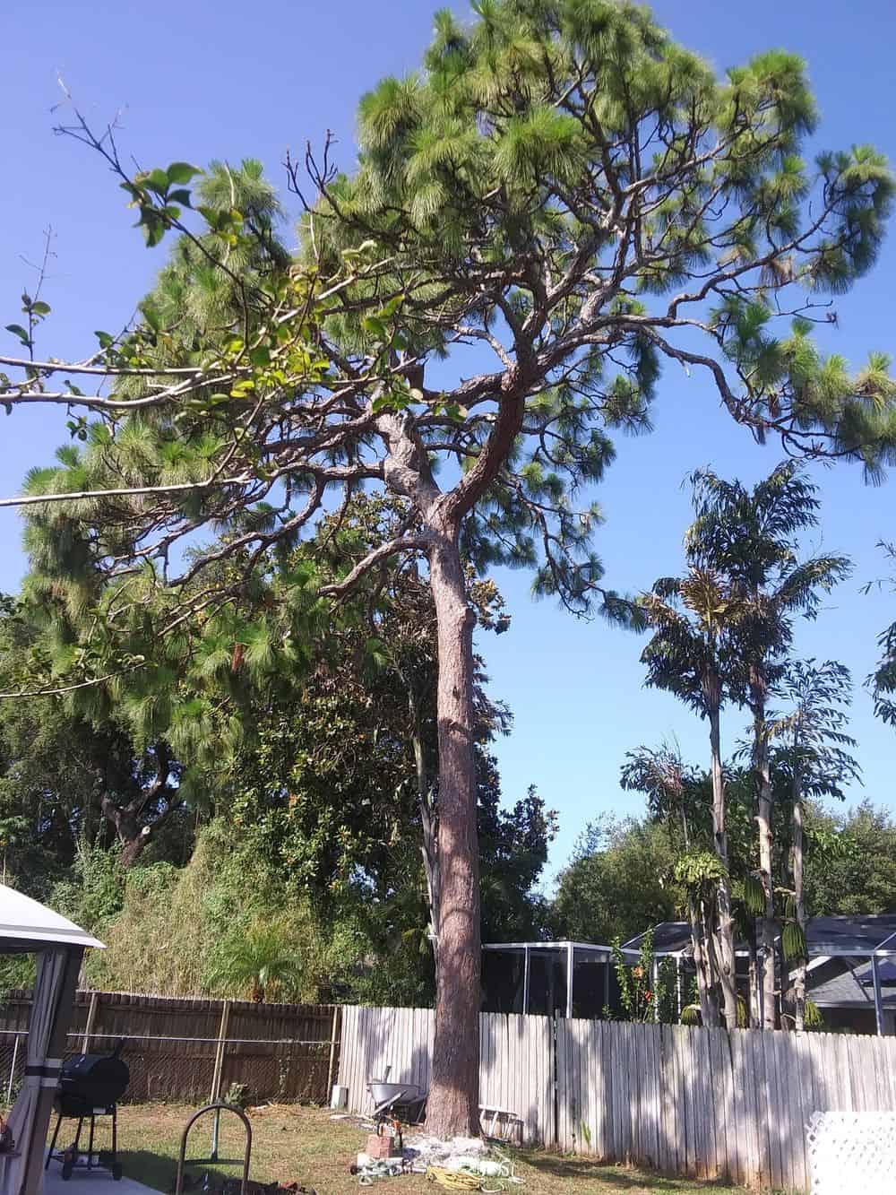 Arborist Services image