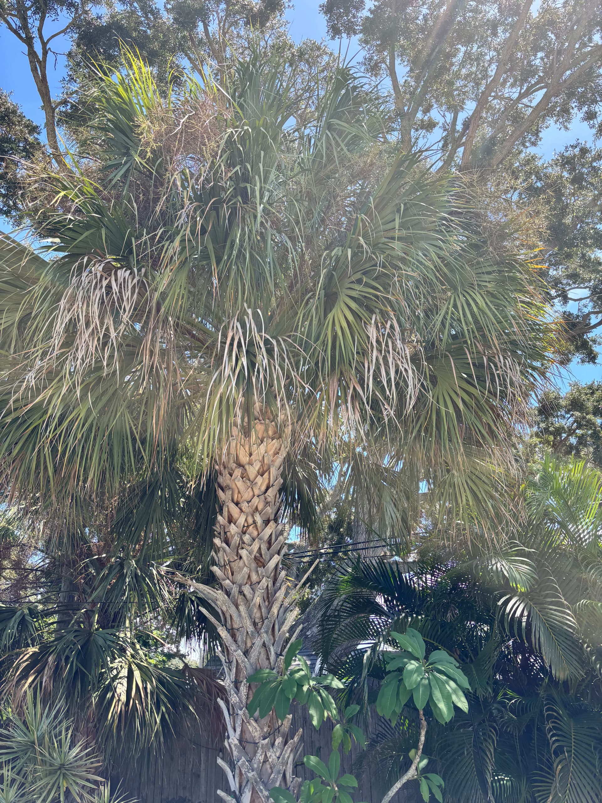 Palm Tree Trimming in Dunedin Cleans Up a Wild Canopy image