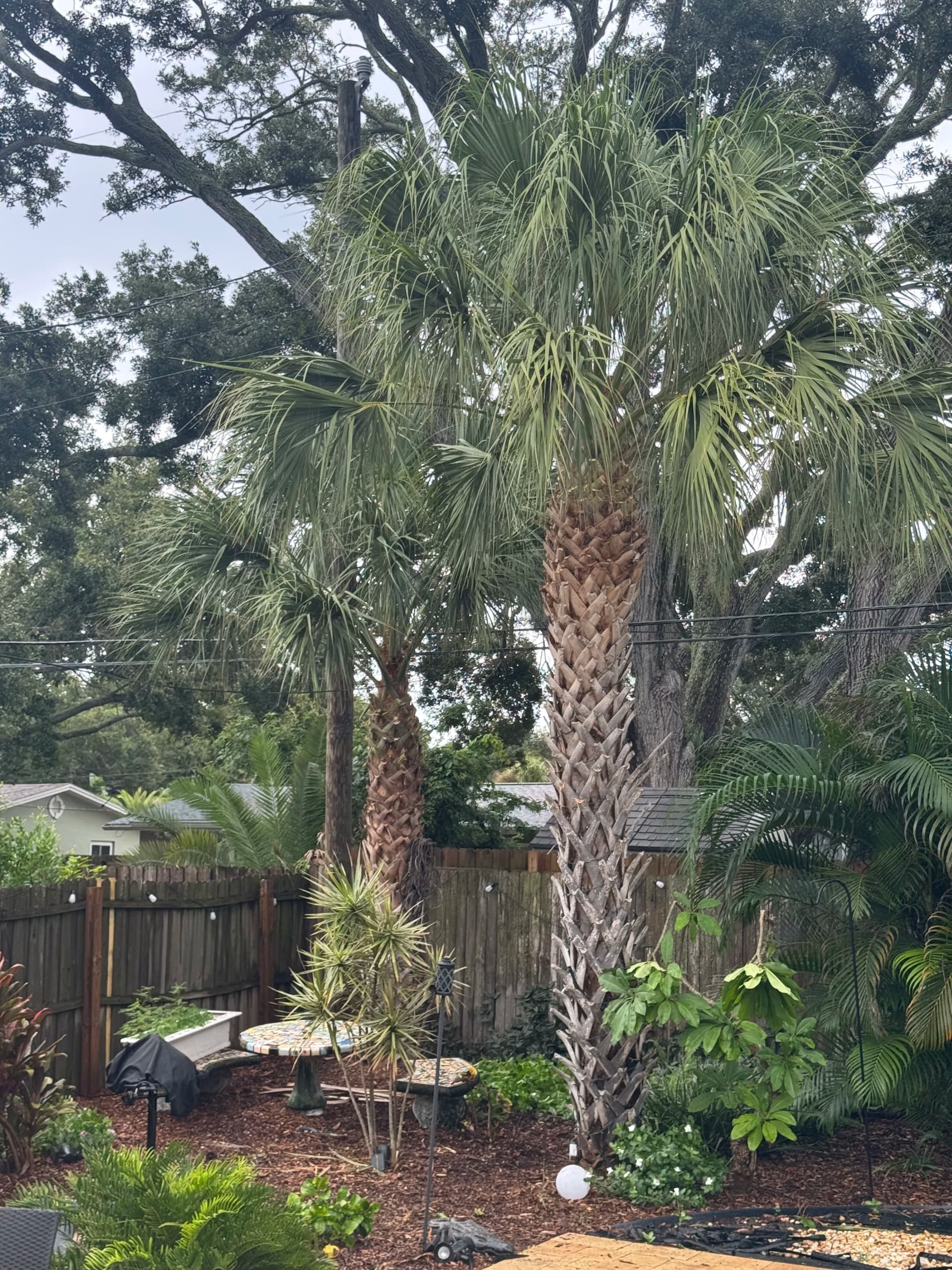Gallery photos for Palm Tree Trimming in Dunedin Cleans Up a Wild Canopy: Image #1