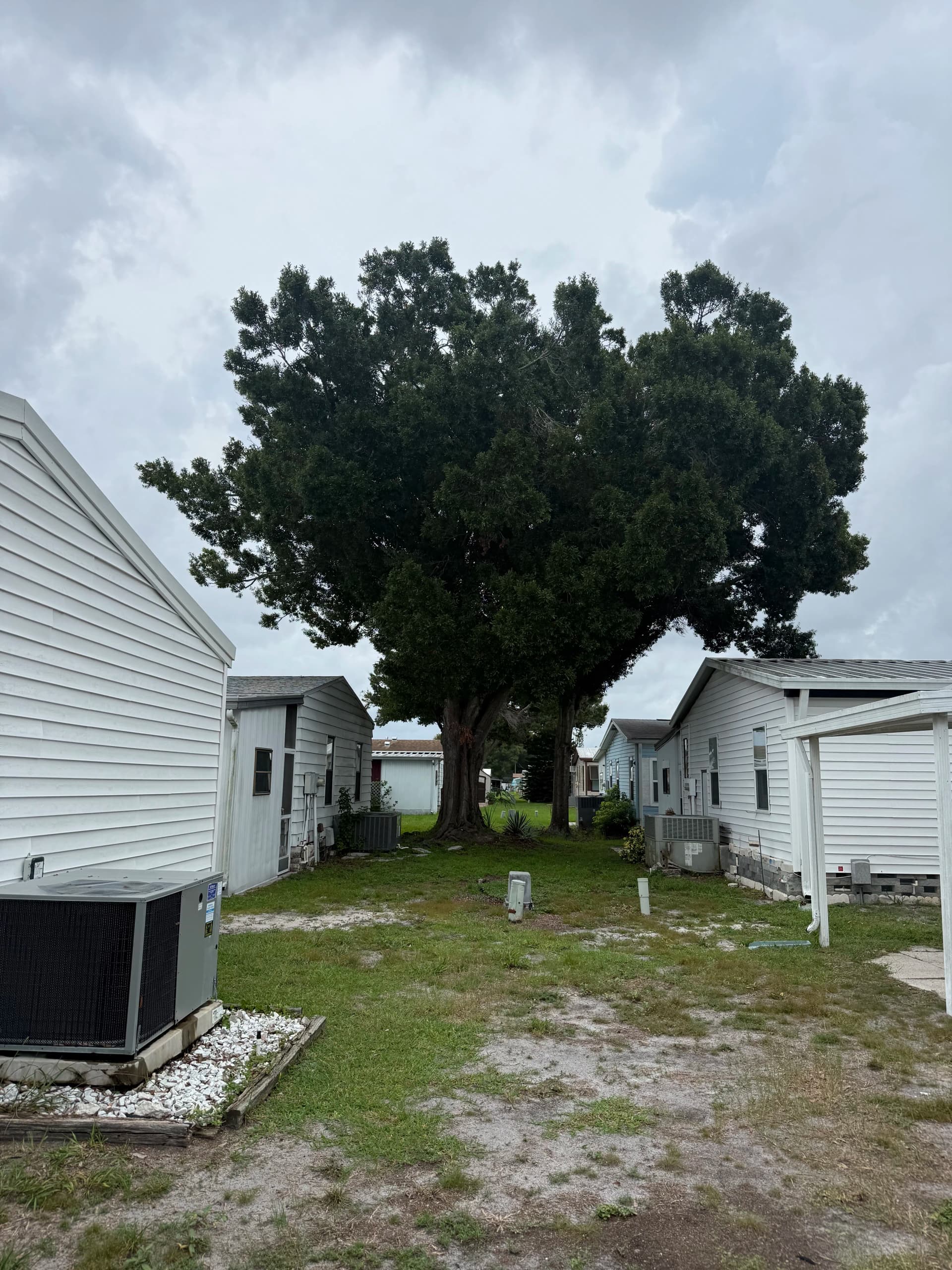 Oak Tree Trimming That Keeps Your Property Safer image