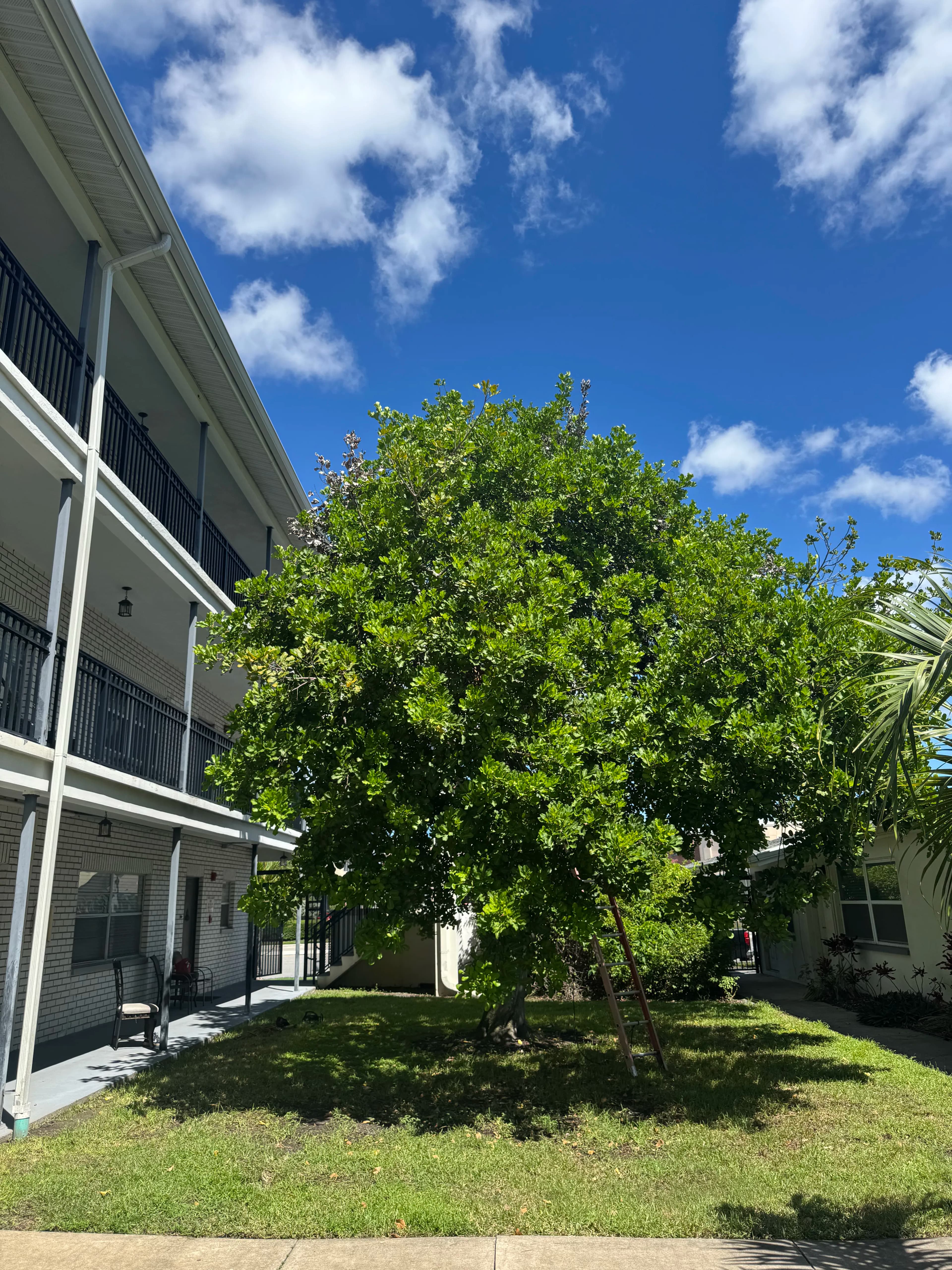 Project From Overgrown to Cleaned Up - Tree Trimming Done Right image