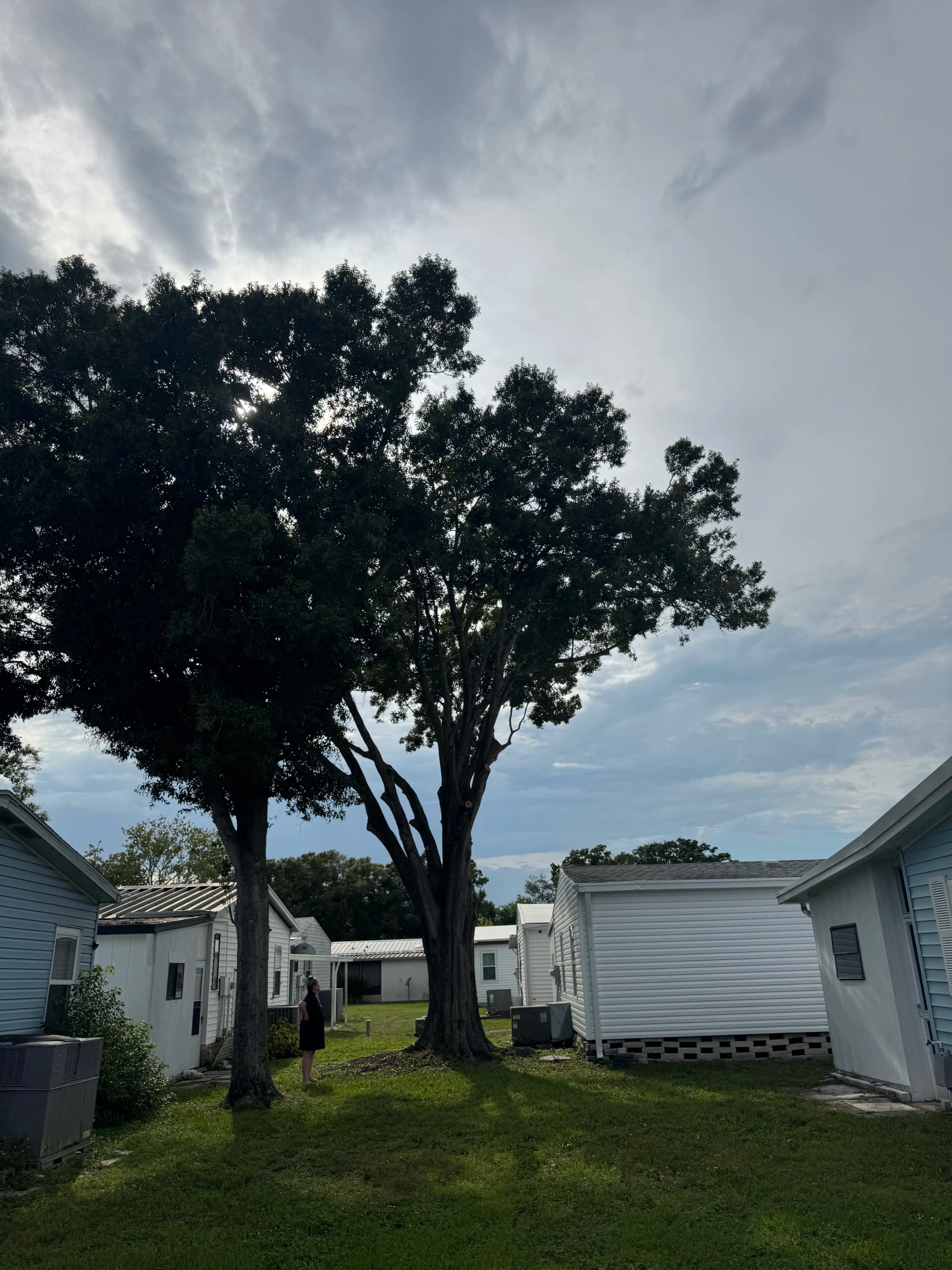 Gallery photos for Oak Tree Trimming That Keeps Your Property Safer: Image #1
