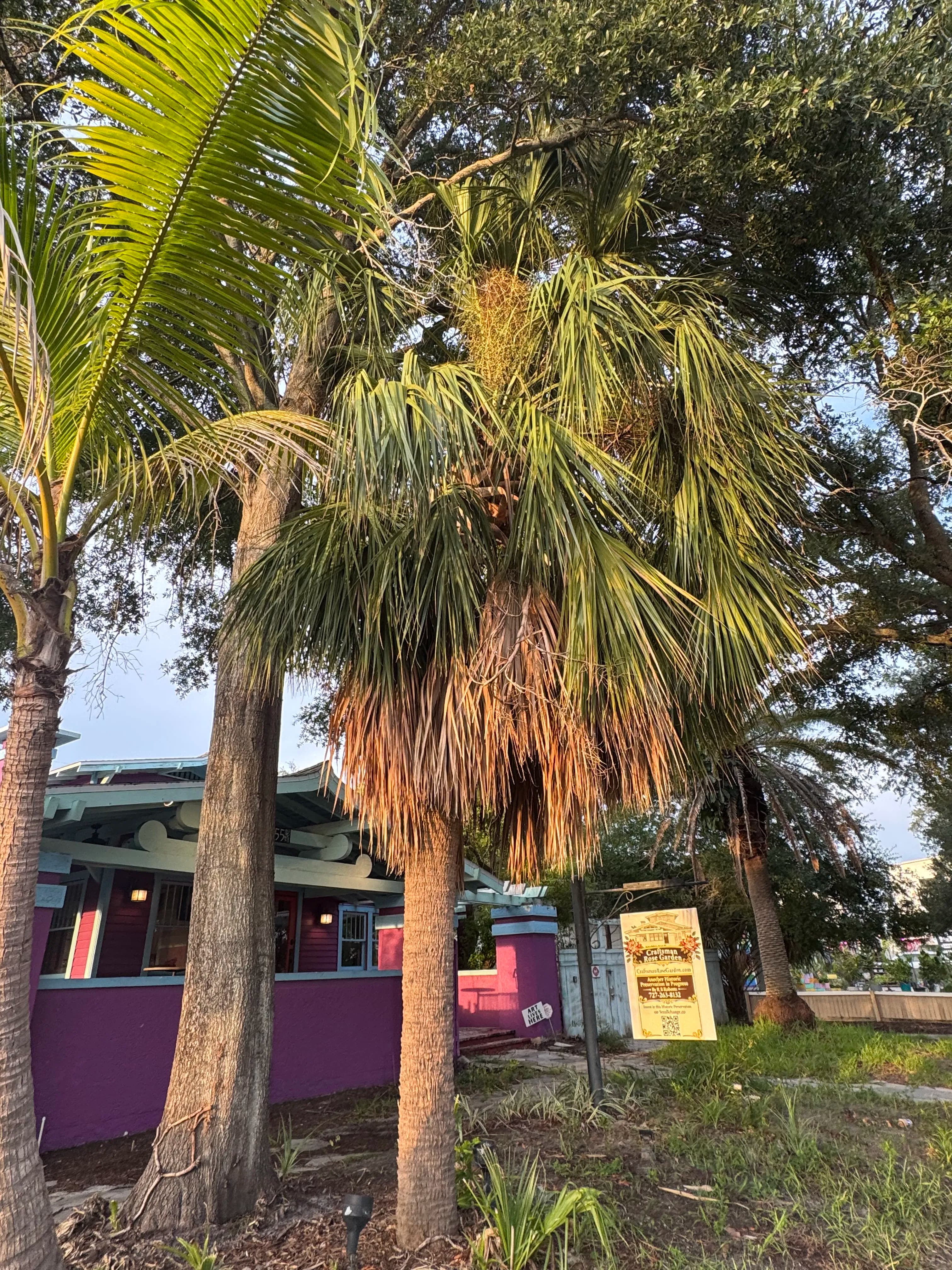 Project Palm Tree Trimming Done Right in St. Petersburg image