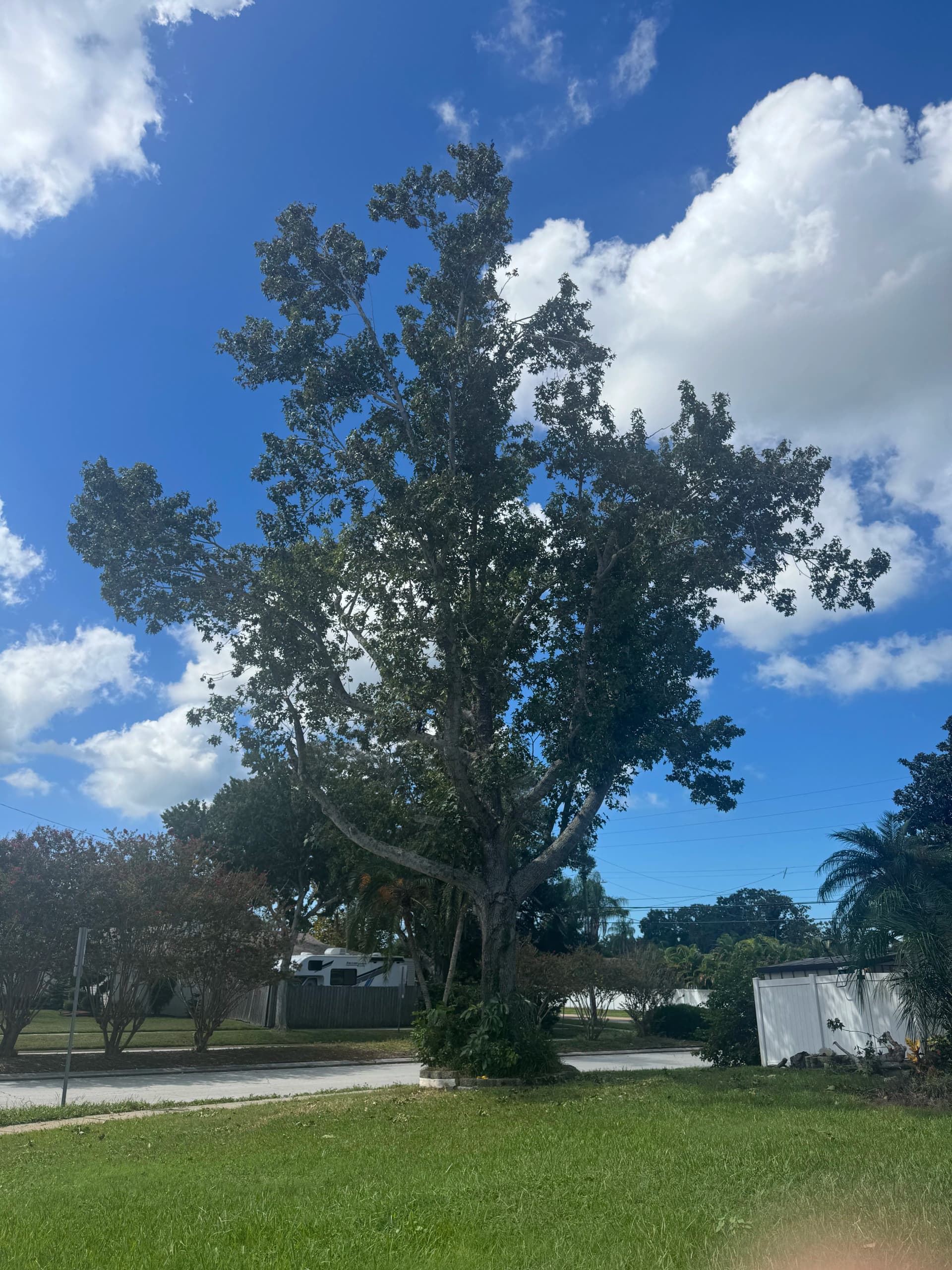 Gallery photos for Crown Thinning and Elevation on a Large Sweetgum Tree: Image #1