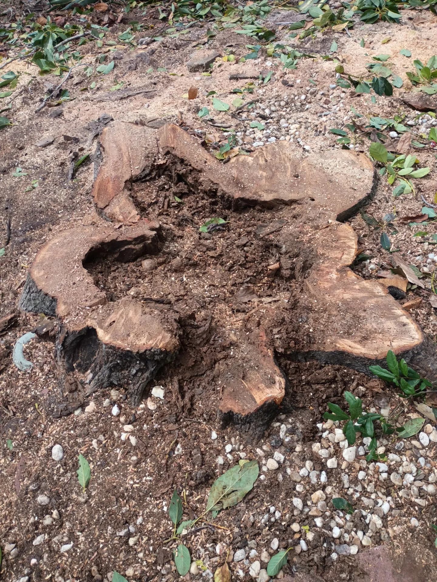 Avocado Stump Grinding Done Right - Space Reclaimed image