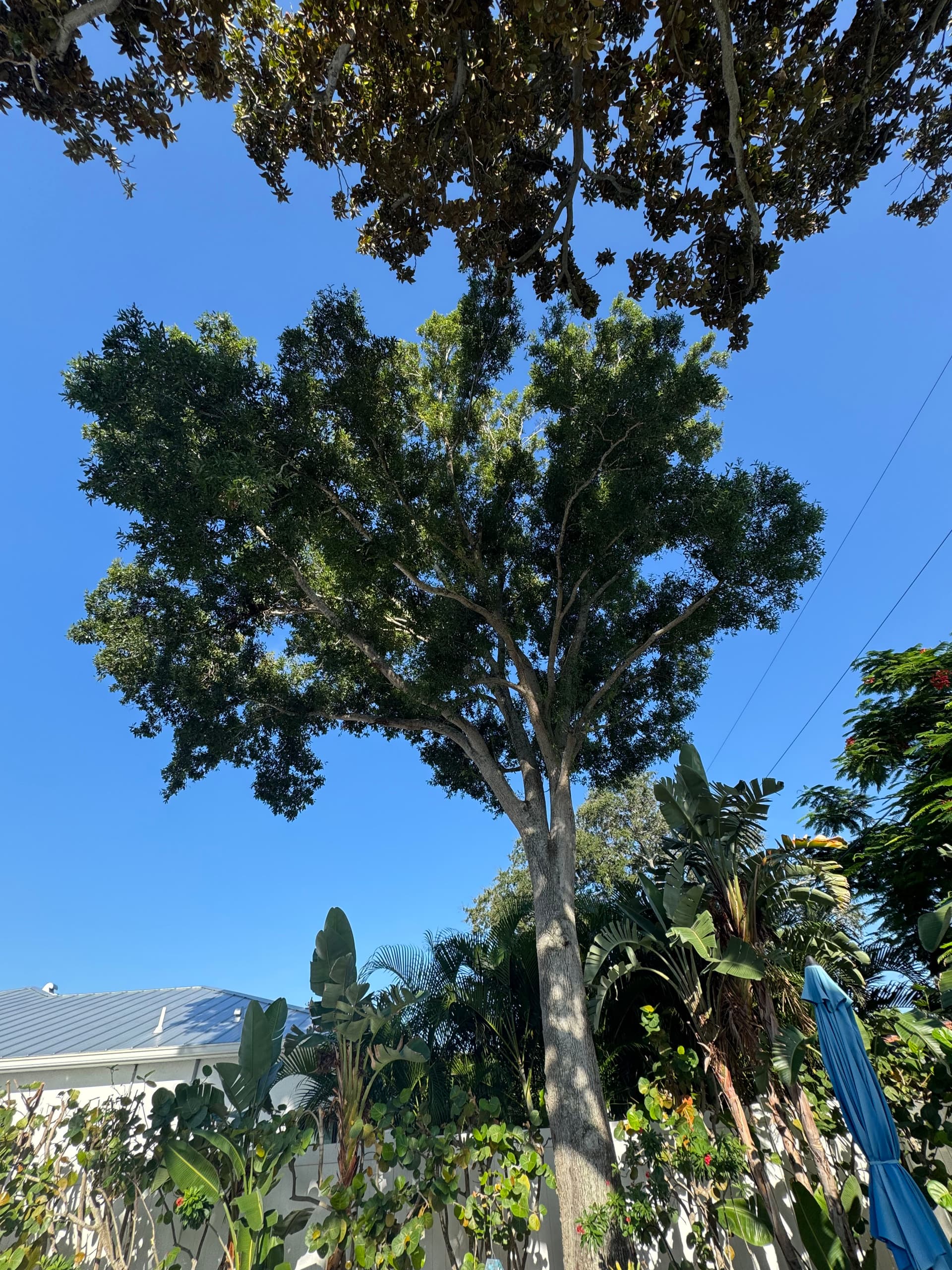 Poolside Tree Trimming That Actually Makes a Difference image