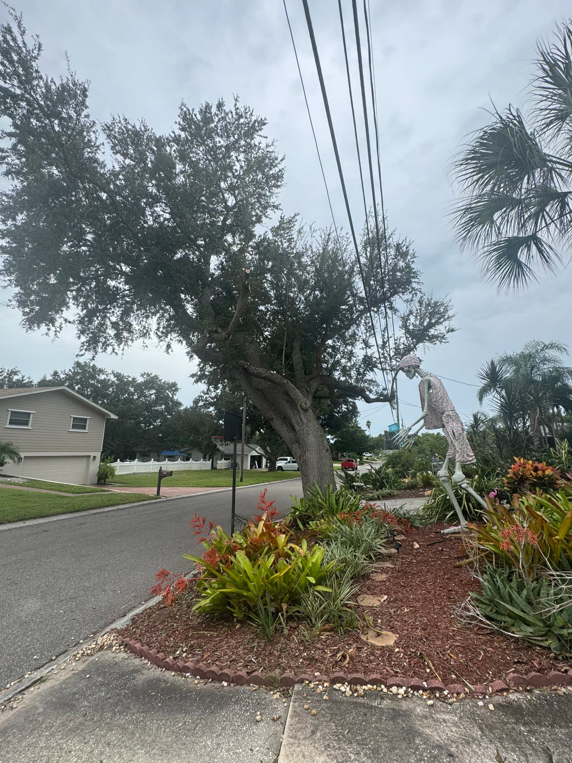 Gallery photos for Live Oak Trimmed Back from Power Lines and Driveway: Image #1