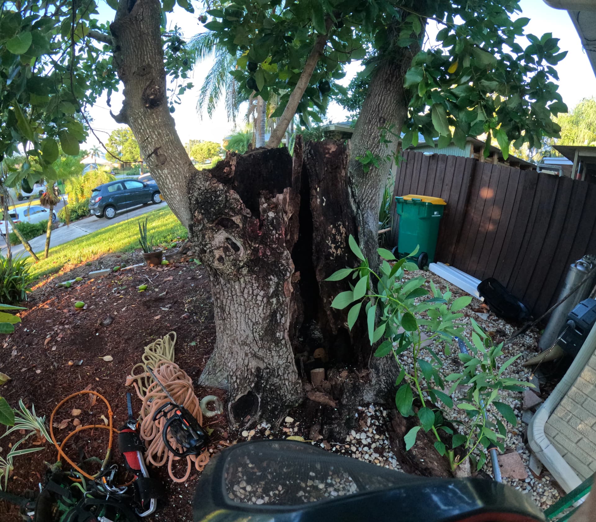 Rotten Tree Removal Near a Home - Here's Why It Couldn't Wait image