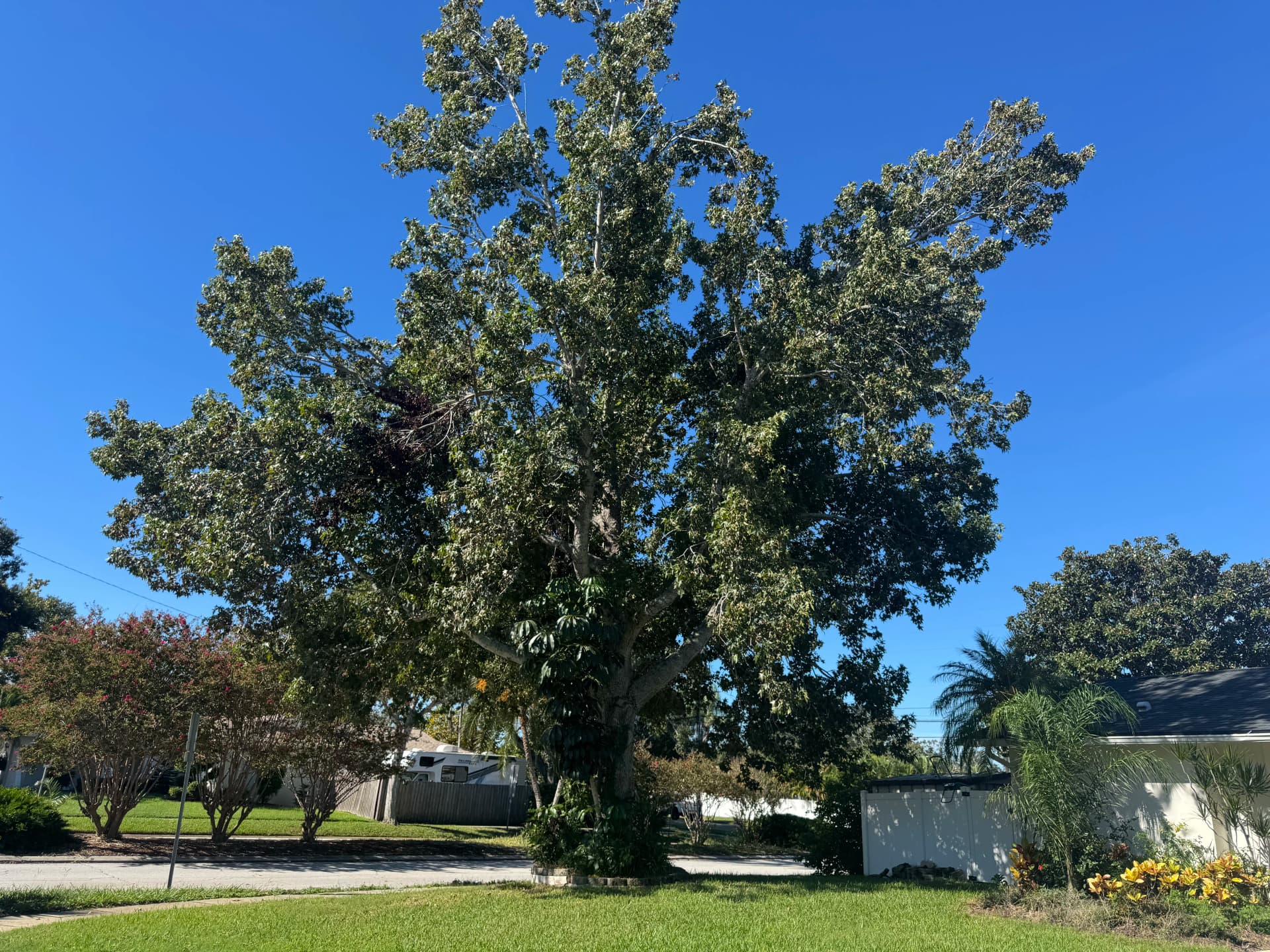 Crown Thinning and Elevation on a Large Sweetgum Tree image