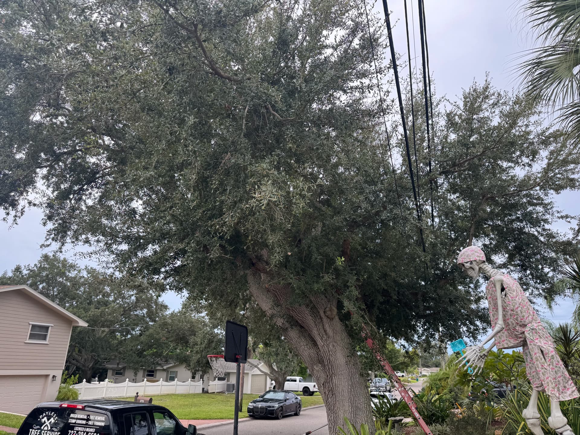 Live Oak Trimmed Back from Power Lines and Driveway image