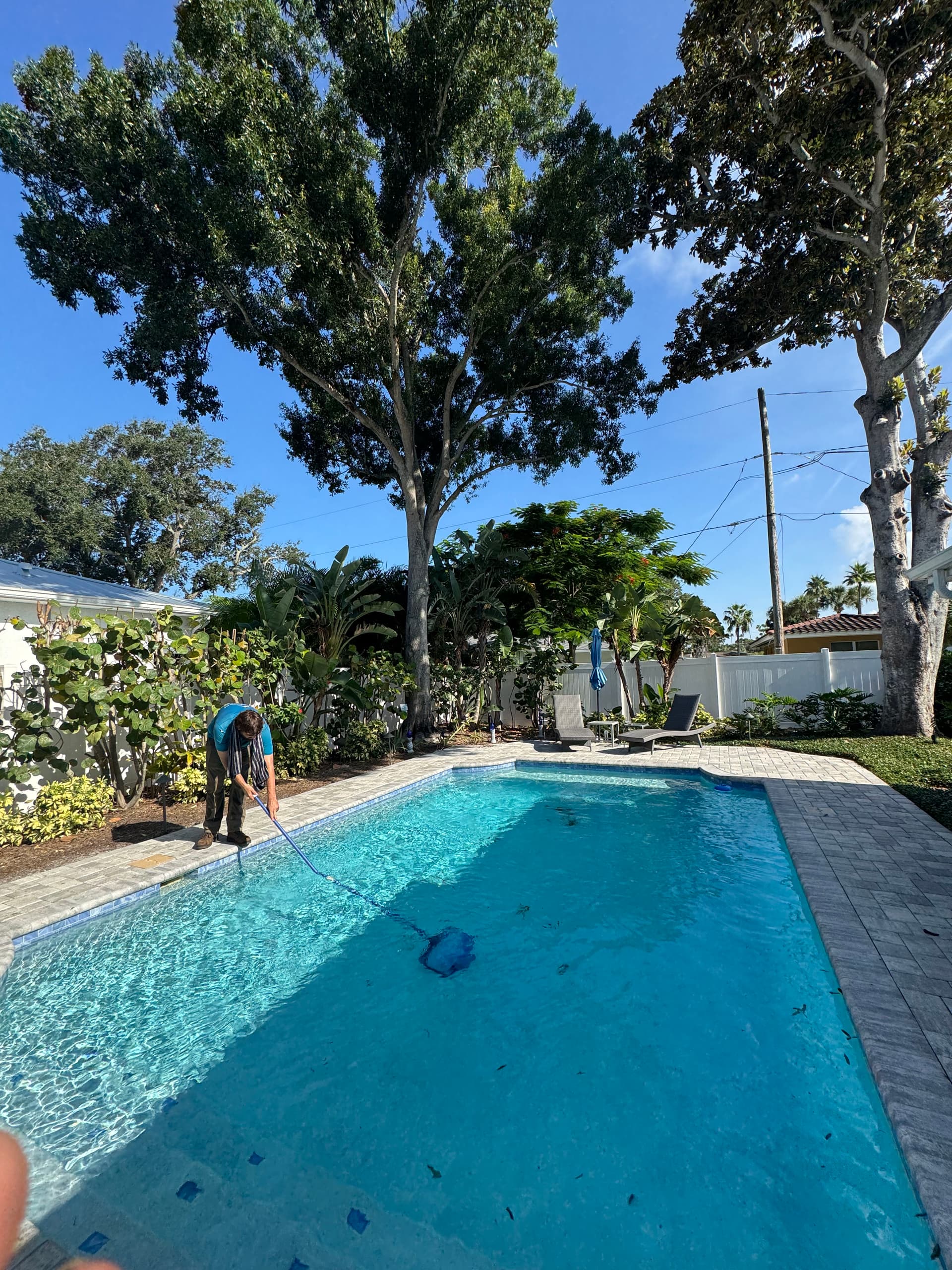Gallery photos for Poolside Tree Trimming That Actually Makes a Difference: Image #1