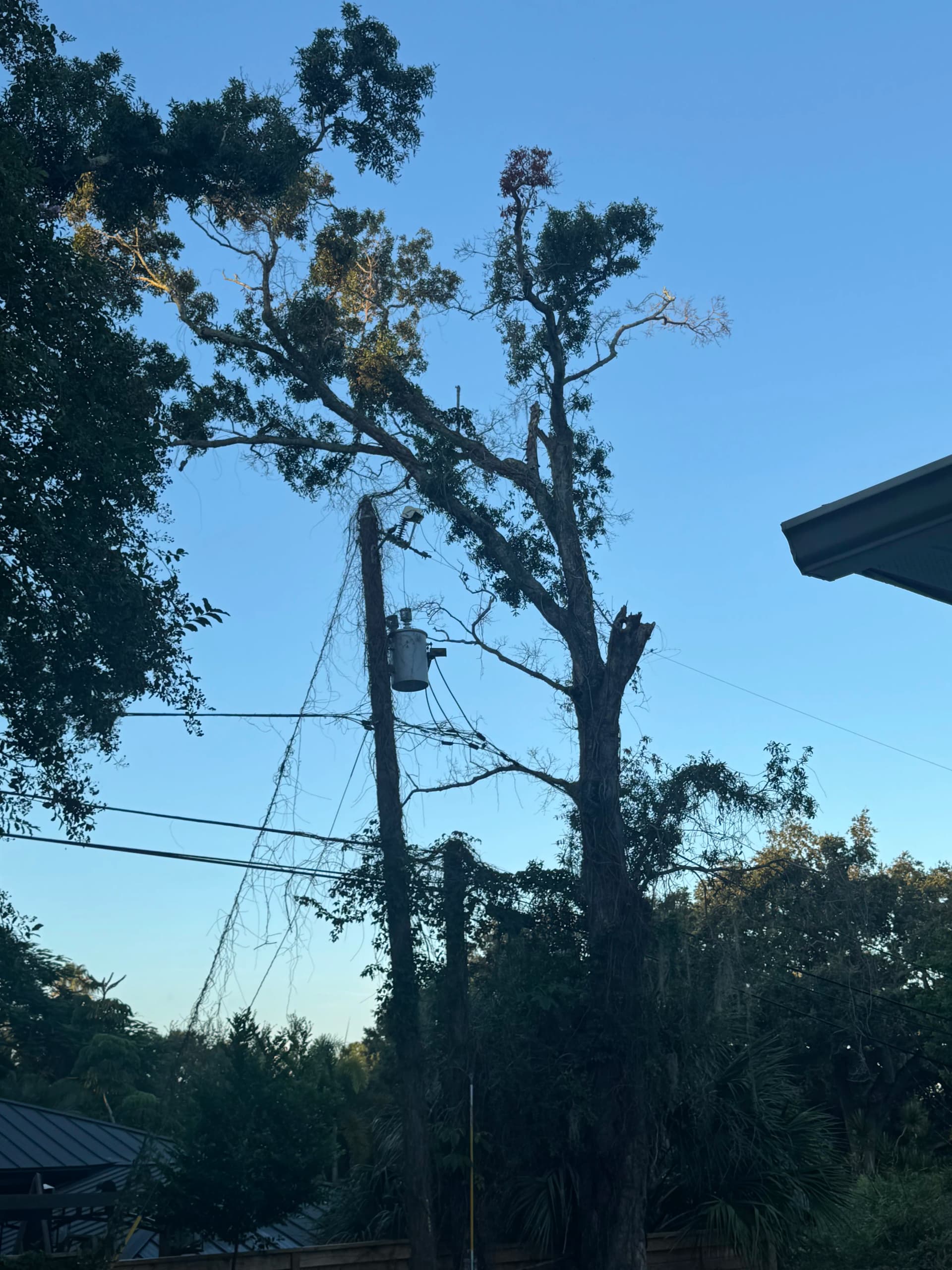 Dead Oak Removal Over Power Lines, Pool, and New Fence image