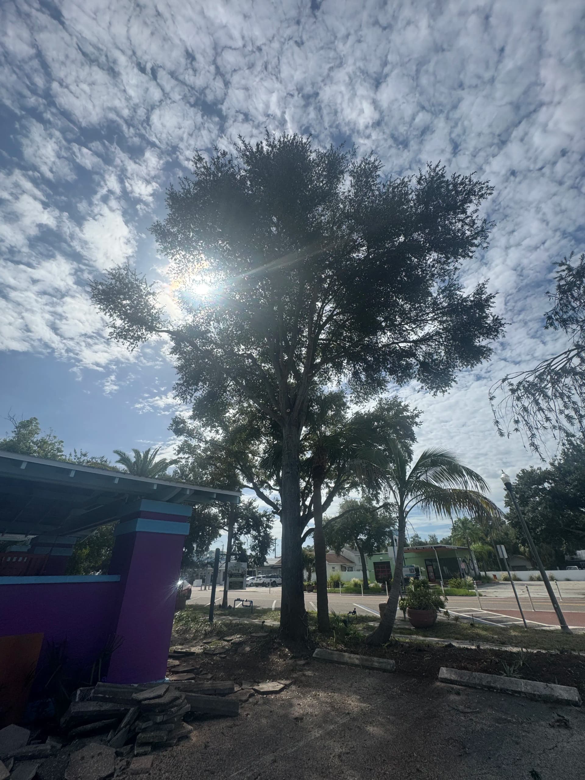 Gallery photos for Oak Tree Trimming Done Right - Here's What That Looks Like: Image #1