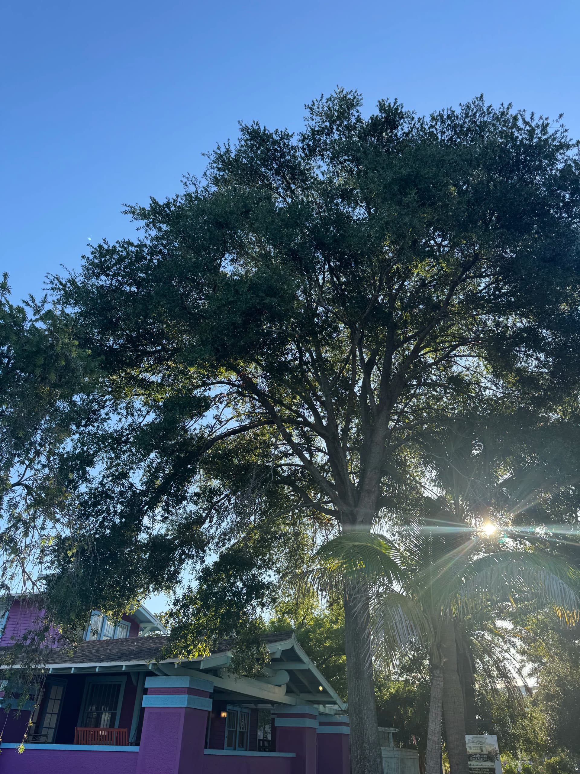 Oak Tree Trimming Done Right - Here's What That Looks Like image