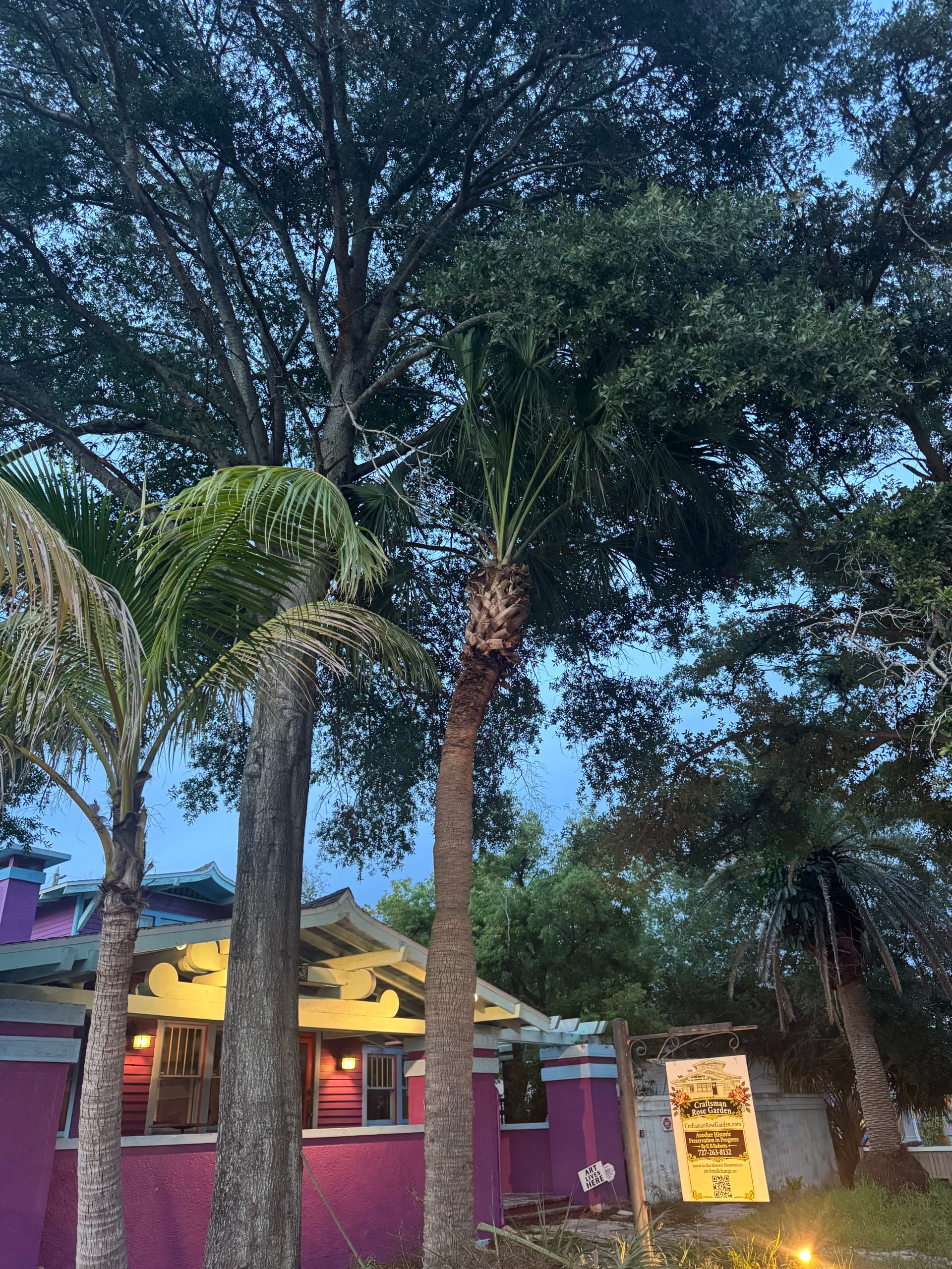 Gallery photos for Palm Tree Trimming Done Right in St. Petersburg: Image #1