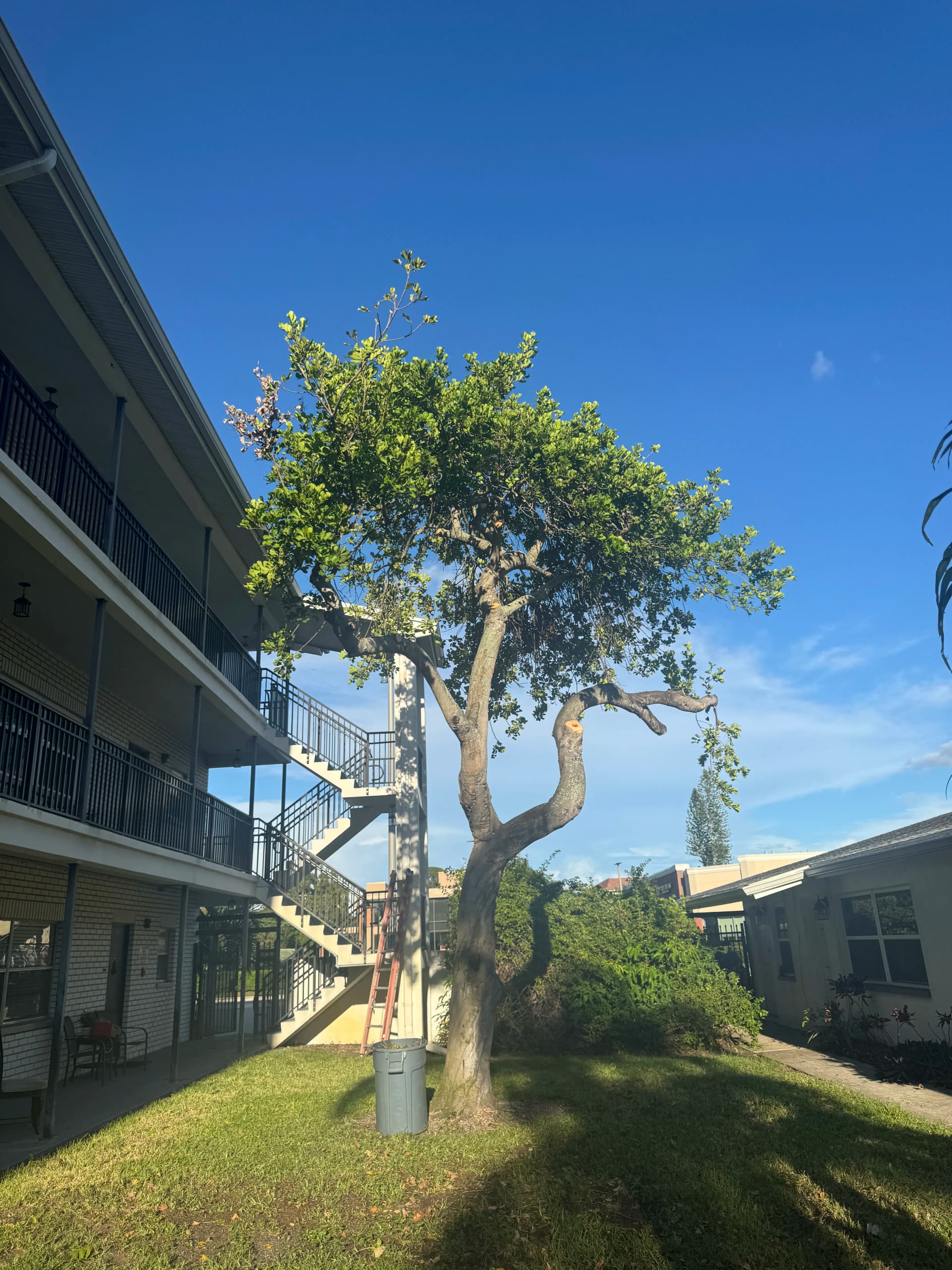 Gallery photos for From Overgrown to Cleaned Up - Tree Trimming Done Right: Image #1