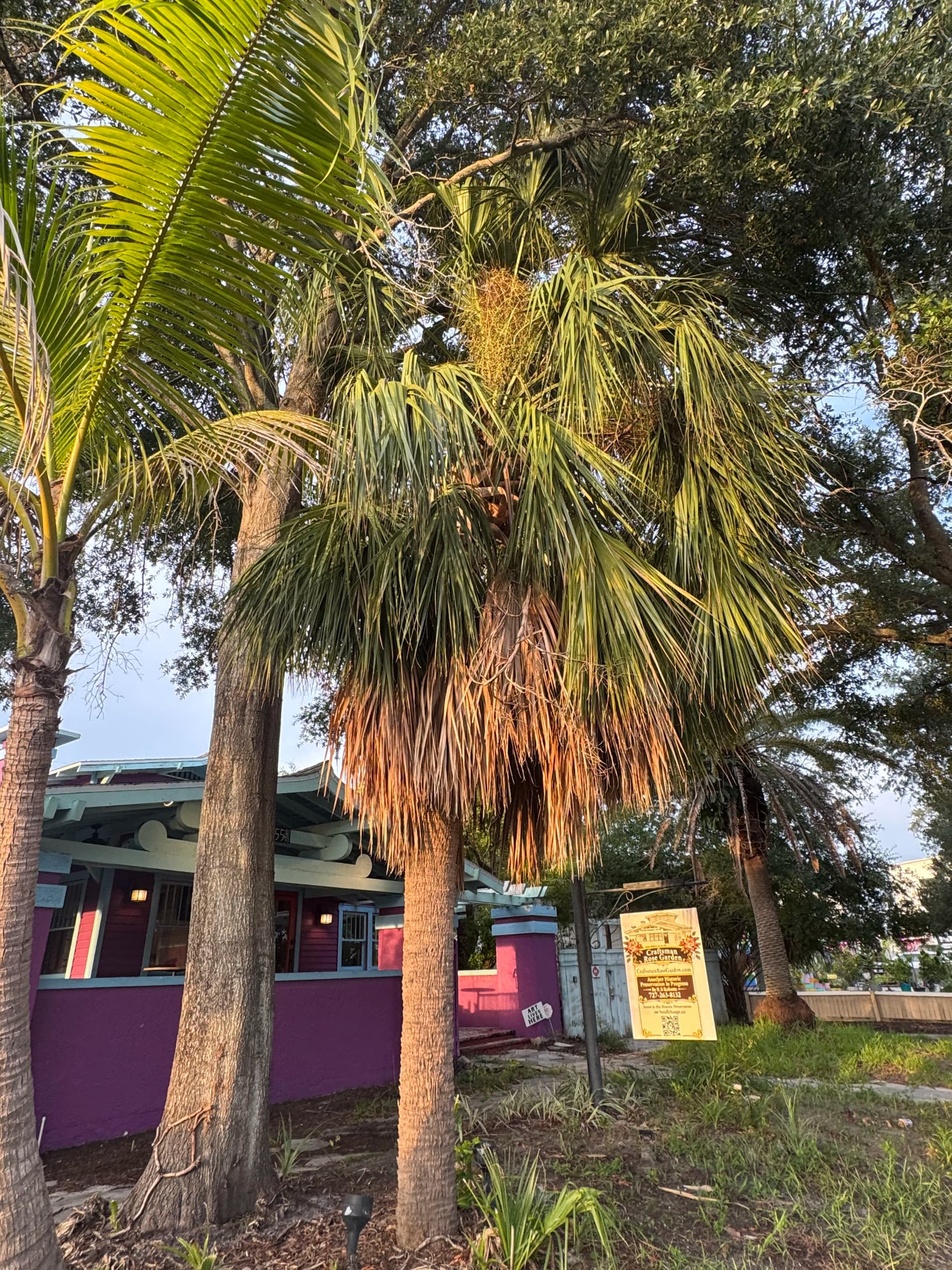 Palm Tree Trimming Done Right in St. Petersburg image